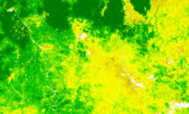 Leaf Area Index